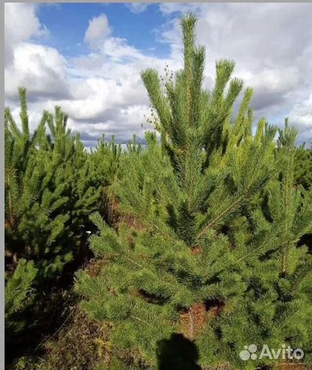 Елка Ель Новогодняя оптом