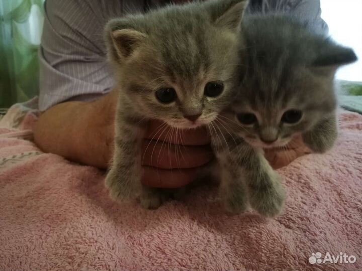 Шотландские прямоухие котята