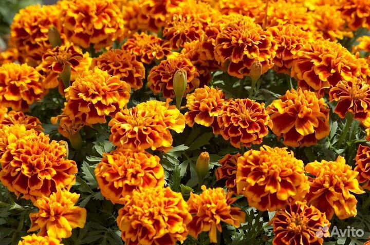 Календула бархатцы ромашка