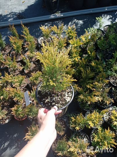 Можжевельник Лайм глоу