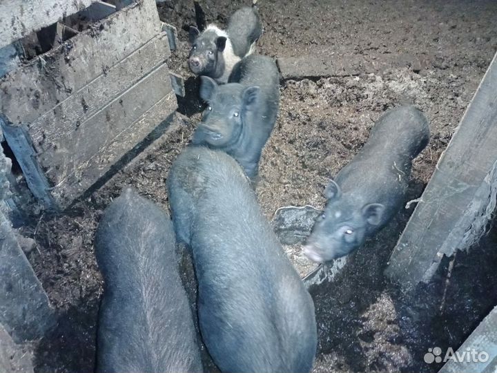 Вьетнамские вислобрюхие поросята