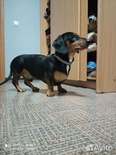 Вязка такса