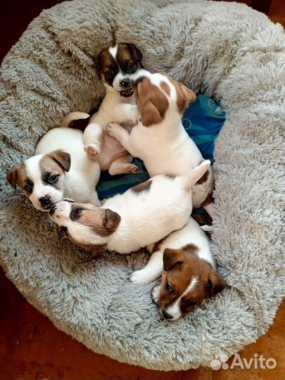 Щенки джек Рассел терьер гладкошерстный