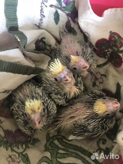 Попугай корелла птенцы выкормыши