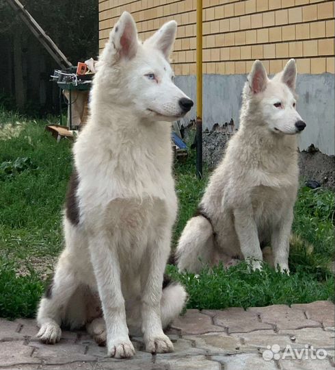 Якутская лайка