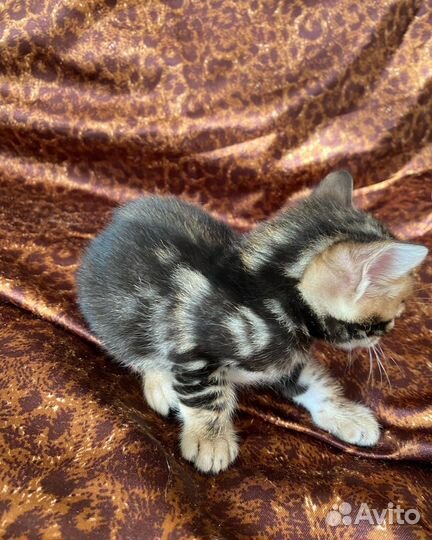 Бенгальская кошка