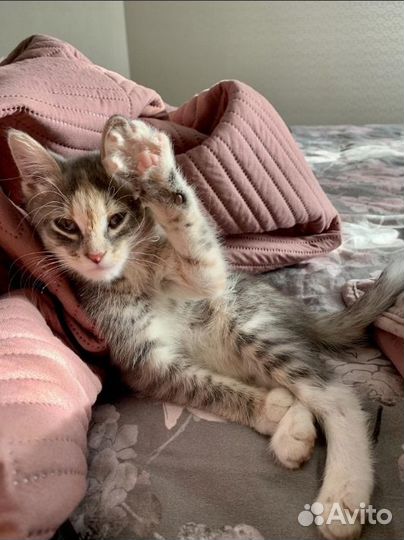 Котенок Дынька (девочка, 3 месяца)