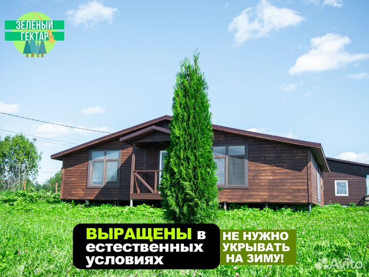 Туя смарагд 180 см