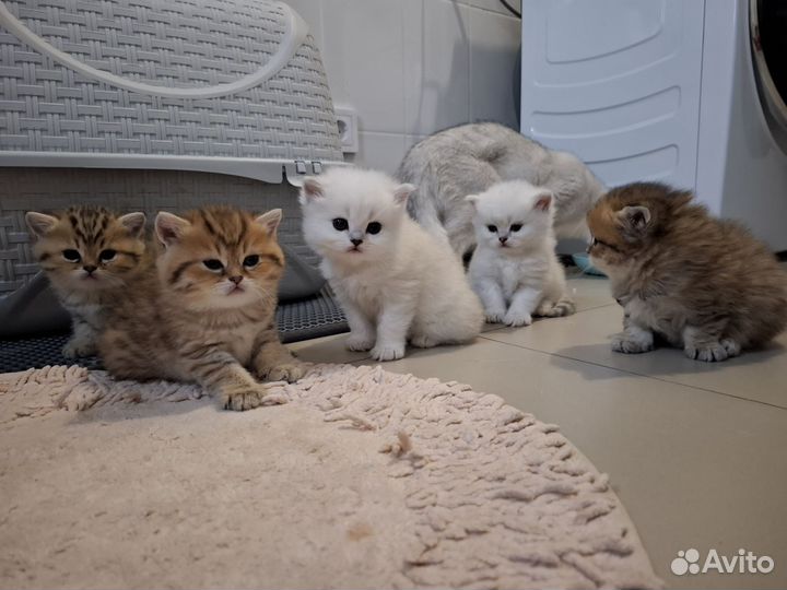 Британские котята короткошерстные