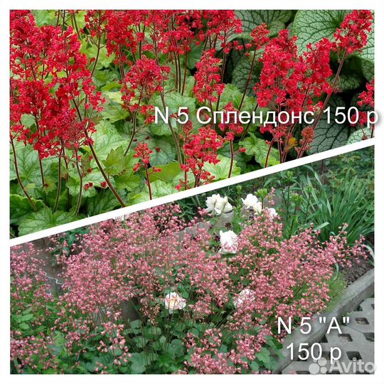 7 Многолетники. Продаю гейхеры