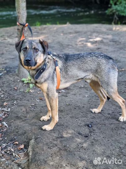 Собака в добрые руки отдам бесплатно