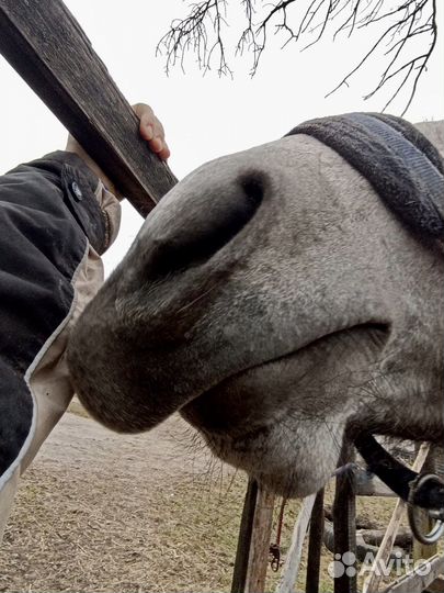 Конский навоз