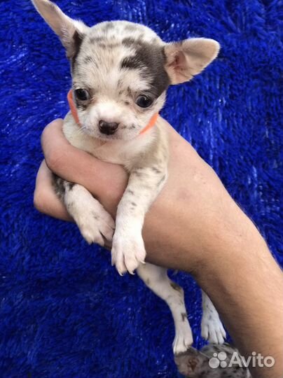 Чихуахуа мини