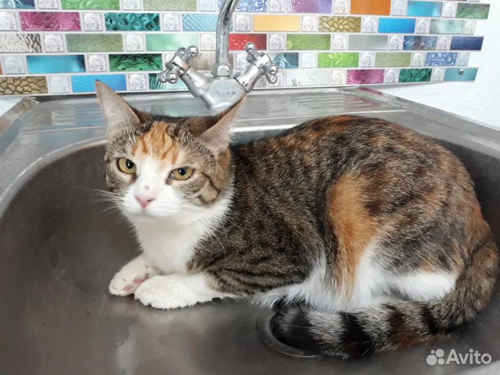 Варька, молодая, стерилизована