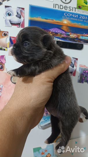 Щенки чихуахуа мини микро