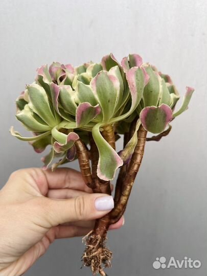 Редкие эониумы