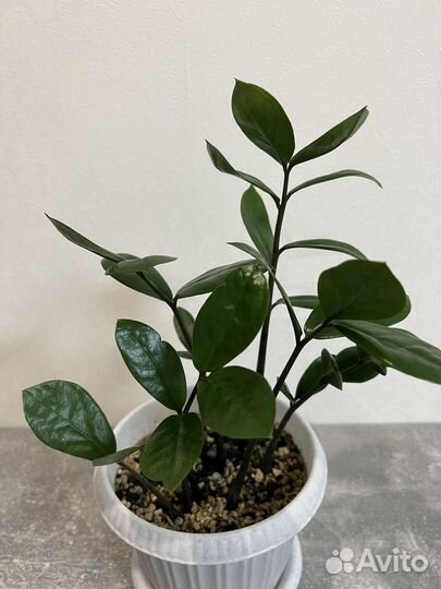 Замиокулькас