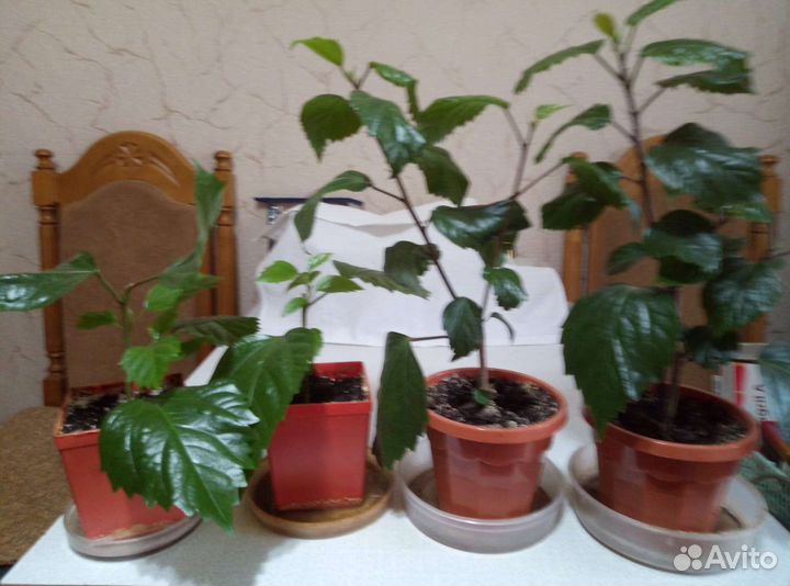 Кротон, Гибикус, толстянка и др.комнатные растения