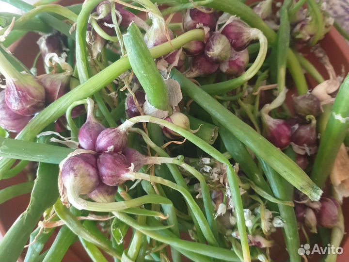 Многоярусный лук