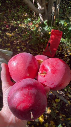 Дача 15 м² на участке 8 сот.