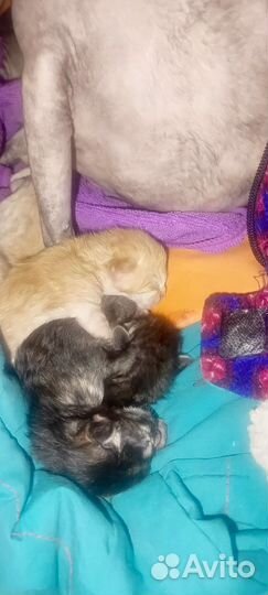 Сфинкс помесь