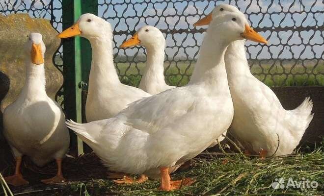 Утки утята Стар 53