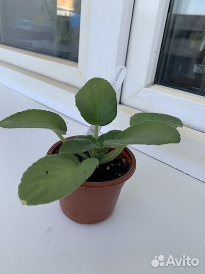 Фиалка, бегония, хризантема