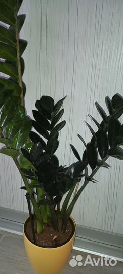 Замиокулькасы вариегатный,Зензи, Равен