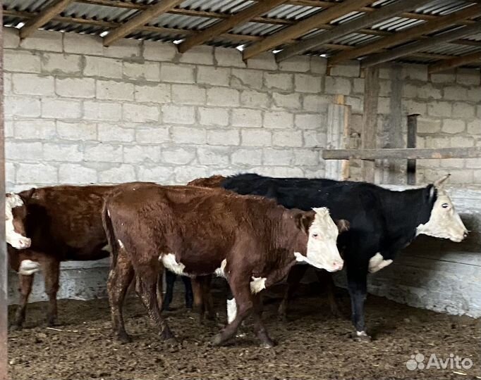 Продаются телки