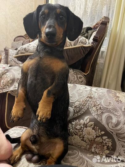 Карликовая такса