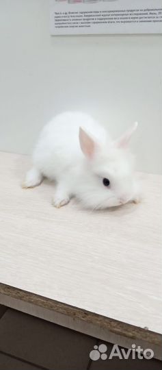 Декоративные кролики