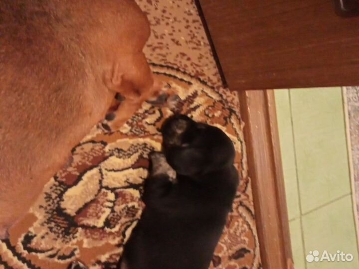 Щенки помесь таксы