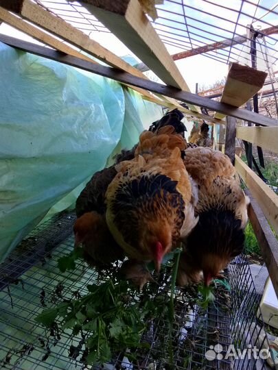 Брама цыплята куры молодки