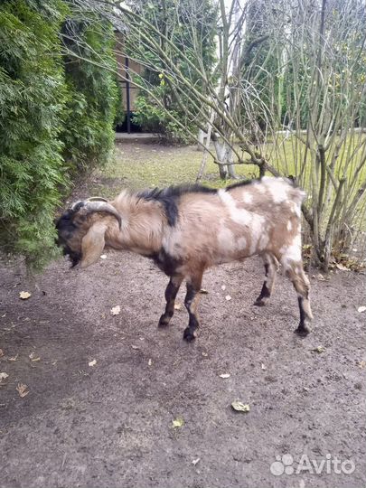 Нубийский козел