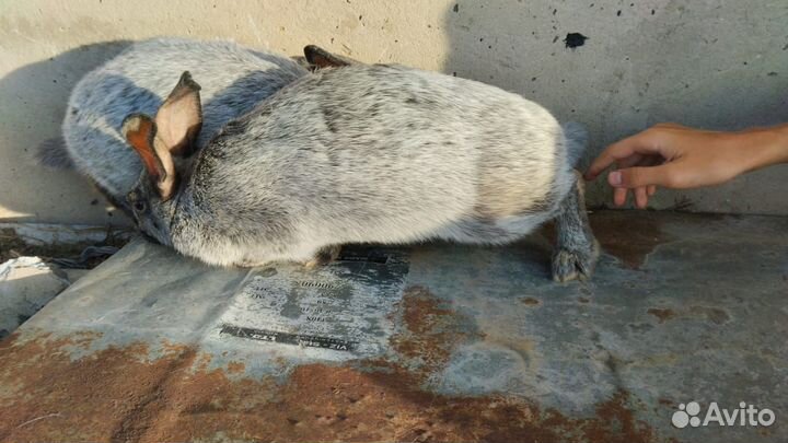 Полтавское серебро