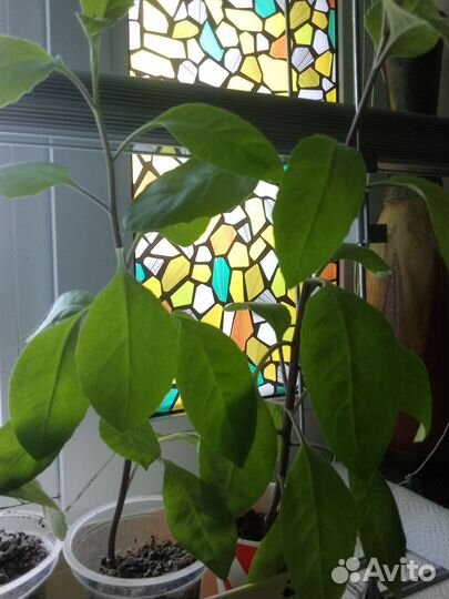 Гинура(джинура)распростертая