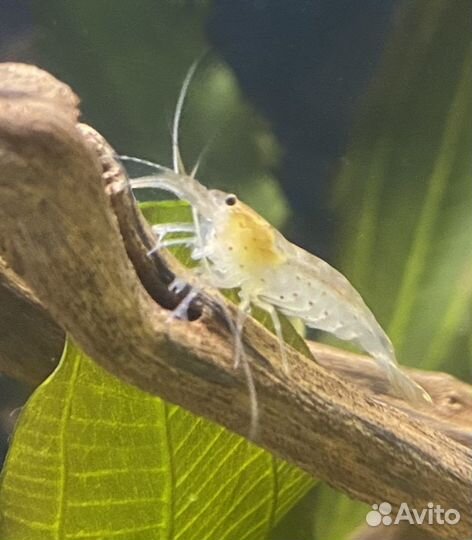 Аквариумные Креветки Амано