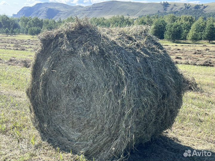 Продам сено в рулонах