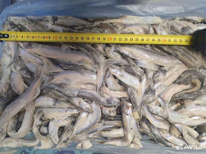 Свежемороженая мойва в брикетах по 11 кг