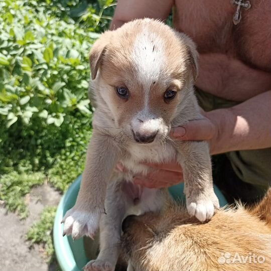 Щенки бесплатно
