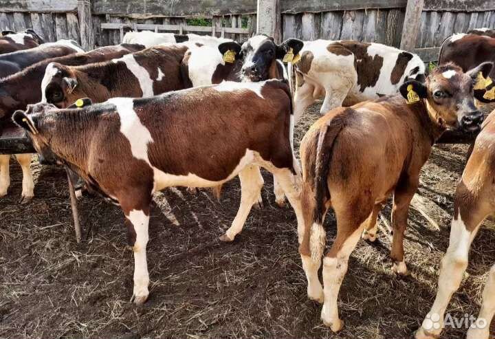 Продаем телята бычки и телочки