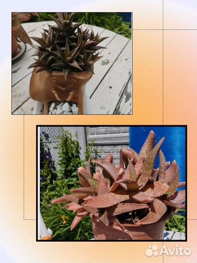 Суккуленты Алое бордовый, хавортия извилистая