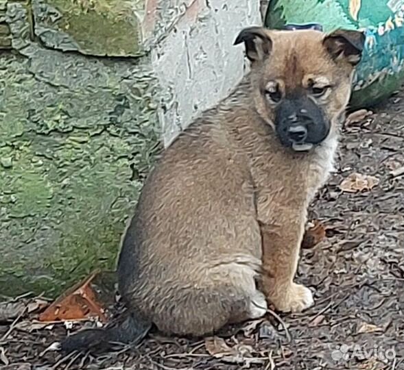 Щенки-карапузы