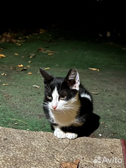 Отдам в добрые руки