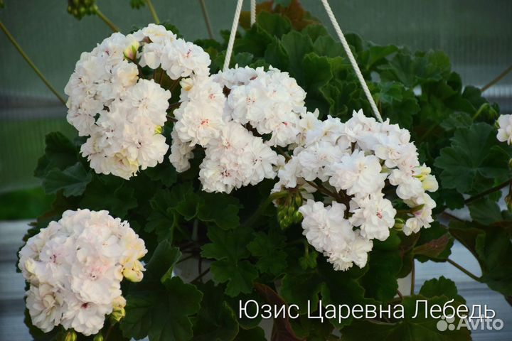 Пеларгония герань