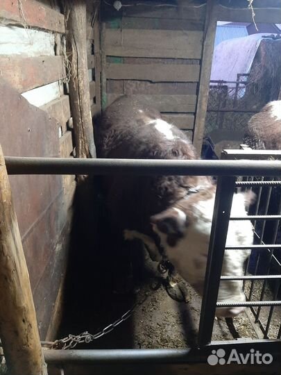 Быки на мясо живым весом