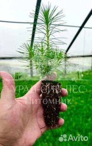 Зкс Сосна сеянцы Ели Лиственницы окс Голуб Горная