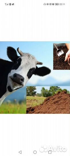 Навоз бесплатно. самовывоз