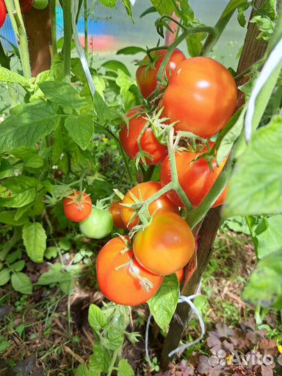 Помидоры
