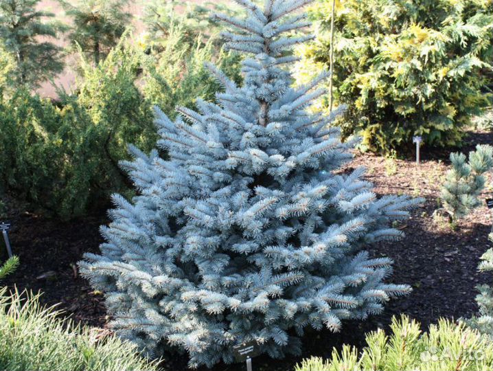 Семена голубой ели